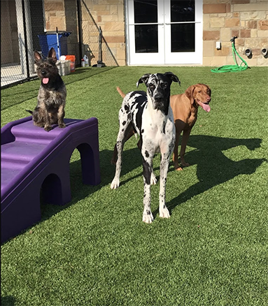 Architecture for Pet Resort in Texas