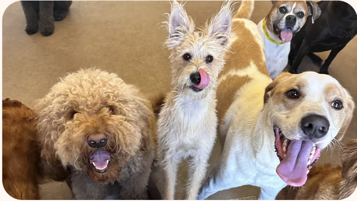 Veterinary Architecture Texas 2